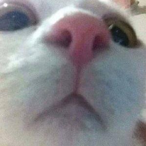 deneme